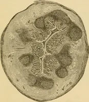 An illustration from Sthohr's histology : arranged upon an embroyological basis (1906)