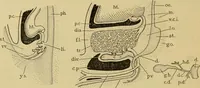 An illustration from Sthohr's histology : arranged upon an embroyological basis (1906)