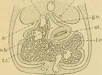 An illustration from Sthohr's histology : arranged upon an embroyological basis (1906)