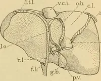 An illustration from Sthohr's histology : arranged upon an embroyological basis (1906)