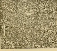 An illustration from Sthohr's histology : arranged upon an embroyological basis (1906)