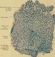 Picture 145 of 289 from Sthohr's histology : arranged upon an embroyological basis (1906), leaf 235