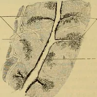 An illustration from Sthohr's histology : arranged upon an embroyological basis (1906)