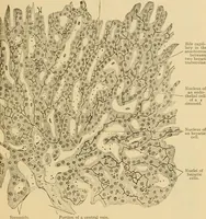 An illustration from Sthohr's histology : arranged upon an embroyological basis (1906)