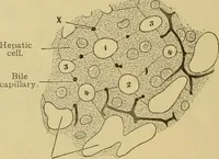 Picture 148 of 289 from Sthohr's histology : arranged upon an embroyological basis (1906), leaf 237