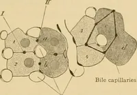 Picture 149 of 289 from Sthohr's histology : arranged upon an embroyological basis (1906), leaf 238