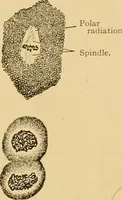 An illustration from Sthohr's histology : arranged upon an embroyological basis (1906)