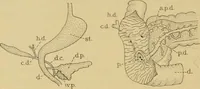 An illustration from Sthohr's histology : arranged upon an embroyological basis (1906)