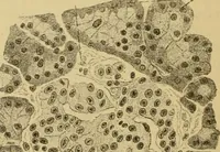 An illustration from Sthohr's histology : arranged upon an embroyological basis (1906)