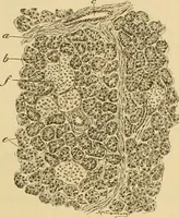 An illustration from Sthohr's histology : arranged upon an embroyological basis (1906)