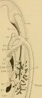 An illustration from Sthohr's histology : arranged upon an embroyological basis (1906)