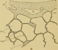 An illustration from Sthohr's histology : arranged upon an embroyological basis (1906)