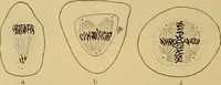 An illustration from Sthohr's histology : arranged upon an embroyological basis (1906)