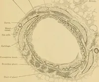 An illustration from Sthohr's histology : arranged upon an embroyological basis (1906)