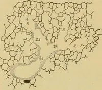 An illustration from Sthohr's histology : arranged upon an embroyological basis (1906)