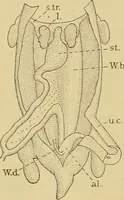 An illustration from Sthohr's histology : arranged upon an embroyological basis (1906)