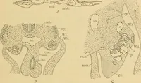 An illustration from Sthohr's histology : arranged upon an embroyological basis (1906)