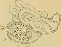An illustration from Sthohr's histology : arranged upon an embroyological basis (1906)