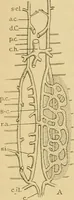 An illustration from Sthohr's histology : arranged upon an embroyological basis (1906)