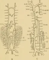 An illustration from Sthohr's histology : arranged upon an embroyological basis (1906)