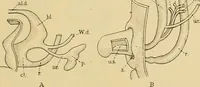 An illustration from Sthohr's histology : arranged upon an embroyological basis (1906)
