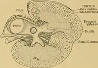 An illustration from Sthohr's histology : arranged upon an embroyological basis (1906)