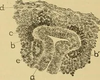 An illustration from Sthohr's histology : arranged upon an embroyological basis (1906)