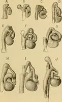An illustration from Sthohr's histology : arranged upon an embroyological basis (1906)