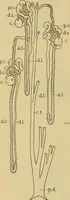 An illustration from Sthohr's histology : arranged upon an embroyological basis (1906)