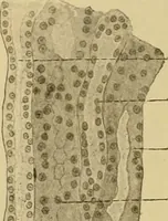 An illustration from Sthohr's histology : arranged upon an embroyological basis (1906)