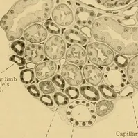 An illustration from Sthohr's histology : arranged upon an embroyological basis (1906)