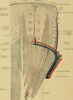 An illustration from Sthohr's histology : arranged upon an embroyological basis (1906)