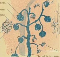 Picture 175 of 289 from Sthohr's histology : arranged upon an embroyological basis (1906), leaf 270