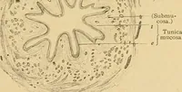 An illustration from Sthohr's histology : arranged upon an embroyological basis (1906)