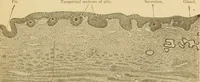 An illustration from Sthohr's histology : arranged upon an embroyological basis (1906)