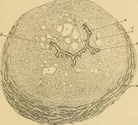 An illustration from Sthohr's histology : arranged upon an embroyological basis (1906)