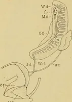 An illustration from Sthohr's histology : arranged upon an embroyological basis (1906)