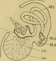 An illustration from Sthohr's histology : arranged upon an embroyological basis (1906)