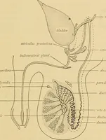An illustration from Sthohr's histology : arranged upon an embroyological basis (1906)