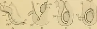 An illustration from Sthohr's histology : arranged upon an embroyological basis (1906)