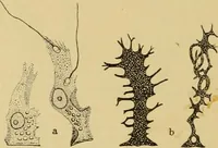 An illustration from Sthohr's histology : arranged upon an embroyological basis (1906)