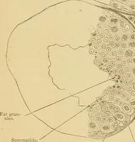 An illustration from Sthohr's histology : arranged upon an embroyological basis (1906)