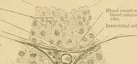 An illustration from Sthohr's histology : arranged upon an embroyological basis (1906)