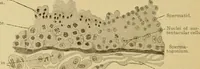 An illustration from Sthohr's histology : arranged upon an embroyological basis (1906)
