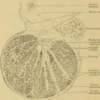 An illustration from Sthohr's histology : arranged upon an embroyological basis (1906)