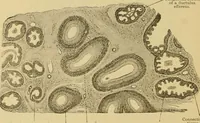 An illustration from Sthohr's histology : arranged upon an embroyological basis (1906)