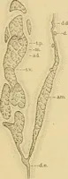 An illustration from Sthohr's histology : arranged upon an embroyological basis (1906)