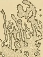 An illustration from Sthohr's histology : arranged upon an embroyological basis (1906)