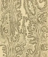 An illustration from Sthohr's histology : arranged upon an embroyological basis (1906)