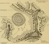 An illustration from Sthohr's histology : arranged upon an embroyological basis (1906)
